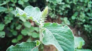 Tiêu chuẩn quốc gia sửa đổi 1:2024 TCVN I-4:2017 yêu cầu đối với rễ cỏ xước sấy khô