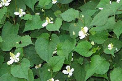 Tiêu chuẩn quốc gia sửa đổi 1:2024 TCVN I-4:2017 yêu cầu đối với lá diếp cá sấy khô