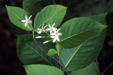 Tiêu chuẩn quốc gia sửa đổi 1:2024 TCVN I-4:2017 yêu cầu đối với vỏ thân mộc hoa trắng dược liệu