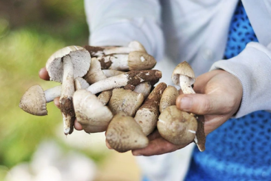 Chuyên gia dinh dưỡng Ấn Độ lưu ý khi lựa chọn và chế biến nấm để đảm bảo an toàn