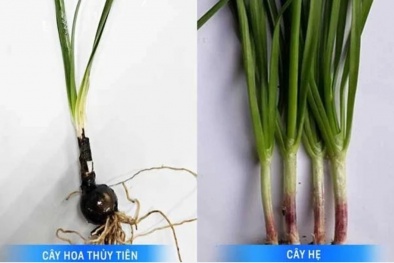 Chất lycorine trong cây hoa thủy tiên gây nguy hiểm nghiêm trọng cho sức khỏe