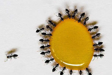 Mật ong bị kiến ăn có nguy cơ là giả do sử dụng nhiều đường và phụ gia?