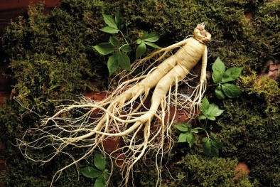 Chiêu thức lừa đảo giả mạo sâm Việt Nam để trục lợi