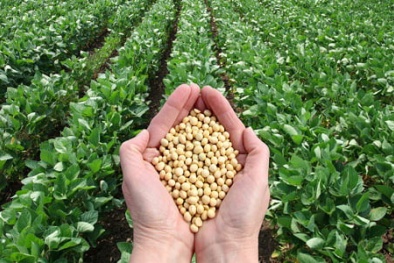 Thiết lập tiêu chuẩn Codex cho dầu đậu nành có hàm lượng oleic cao