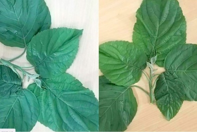 Ngộ độc lá lộc mại gây suy gan, thận