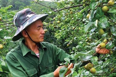 Nông dân Lã Văn Buốn làm giàu từ trồng vườn