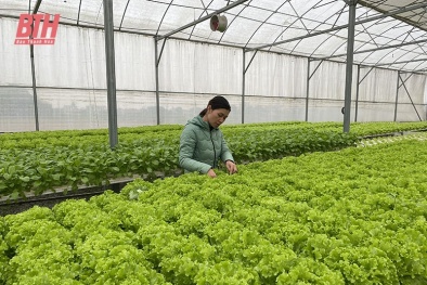 Thanh Hóa sẵn sàng cung cấp rau củ đảm bảo chất lượng cho dịp Tết