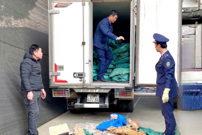 Hơn 2 tấn lòng bò đã bốc mùi hôi, biến đổi màu sắc nhưng vẫn vận chuyển đi tiêu thụ