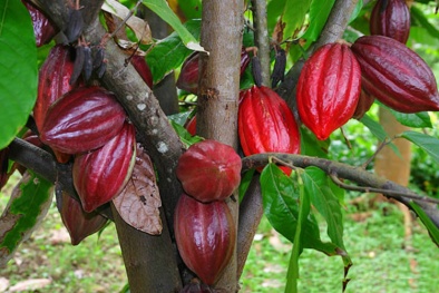 Uống ca cao có thể giúp hỗ trợ giảm thiểu những tác động tiêu cực đến sức khỏe