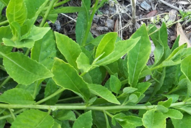 Bác sĩ chỉ ra những tác dụng dược lý tiềm năng của cây bầu đất với sức khỏe