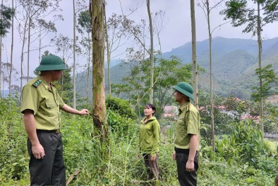 Chứng chỉ FSC – Tiêu chuẩn vàng trong quản lý rừng bền vững