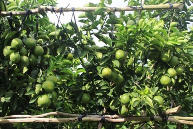 Yêu cầu khảo nghiệm giá trị canh tác và sử dụng giống cam theo TCVN 13381-3:2023