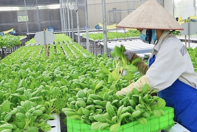 Xu hướng xanh hóa trong nông nghiệp tại Bắc Âu và bài học cho nông sản Việt Nam