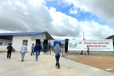 Công ty Cổ phần Đầu tư Chăn nuôi Cư Jút bị xử phạt do vi phạm về môi trường