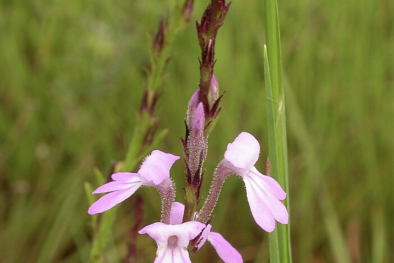 Quy trình giám định cỏ ma theo TCVN 12372-2-4:2024