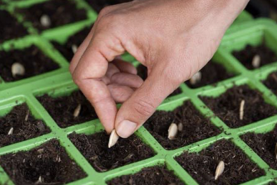 TCVN 14147:2024 về lấy mẫu vật liệu nhân giống cây trồng