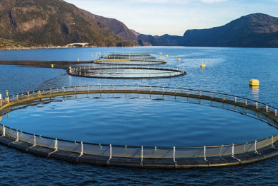 TCVN 13997:2024: Nền tảng kỹ thuật cho lồng tròn HDPE nuôi cá biển quy mô công nghiệp