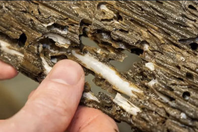 TCVN 14127:2024 về chế phẩm bảo quản gỗ chống hà biển