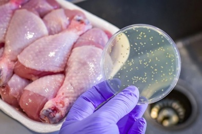 Chế biến thịt gà sai cách có thể dẫn đến ngộ độc