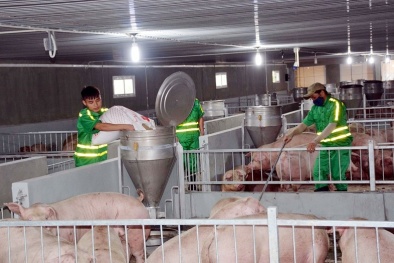 Tăng cường kiểm soát giết mổ động vật, đảm bảo an toàn thực phẩm dịp Tết Ất Tỵ