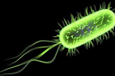 Bất tỉnh 10 ngày do ăn xúc xích để tủ lạnh bị nhiễm khuẩn listeria 