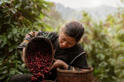 Cà phê Việt sẵn sàng đáp ứng tiêu chuẩn EUDR chinh phục thị trường khó tính