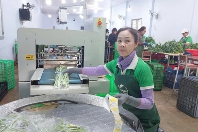 Gia Lai: Đẩy mạnh ứng dụng học công nghệ cao trong sản xuất nông nghiệp 