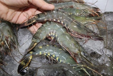 TCVN 13768:2023 đưa ra yêu cầu đối với sản phẩm tôm đông lạnh