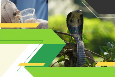 Năm Ất Tỵ tìm hiểu về tầm quan trọng của rắn với nông nghiệp