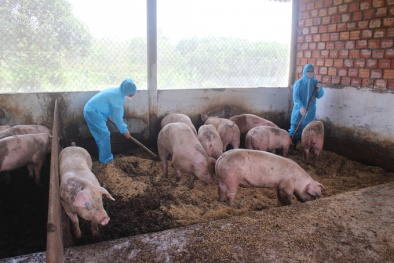 Bất cập quản lý chất thải chăn nuôi lợn và lỗ hổng của quy chuẩn kỹ thuật