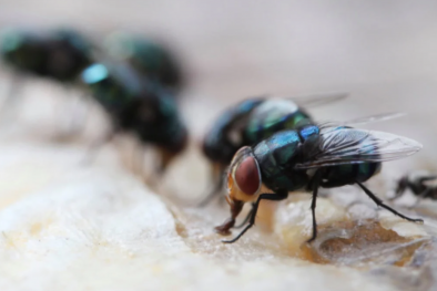 Ruồi có thể gây lây lan vi khuẩn kháng kháng sinh trong bệnh viện 