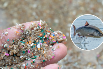 Những loại thực phẩm vẫn ăn hàng ngày nhưng nhiễm nhiều hạt vi nhựa nhất