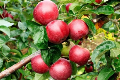 Nghiên cứu mới phát hiện những loại trái cây và rau củ chứa nhiều hạt vi nhựa