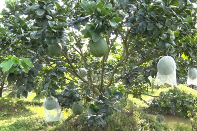 Áp dụng tiêu chuẩn VietGAP và GlobalGAP nâng cao chất lượng giá trị sản phẩm