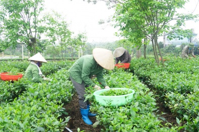 4 công đoạn trong quá trình thu thập thông tin truy xuất nguồn gốc sản phẩm chè