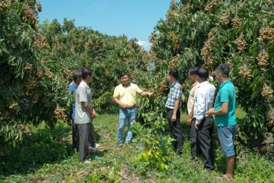 Cây nhãn tăng trên 20% năng suất nhờ sử dụng NPK Cà Mau công nghệ Poly Phosphate