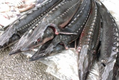 Kon Tum xử phạt 70 triệu đồng cơ sở kinh doanh cá tầm không rõ nguồn gốc