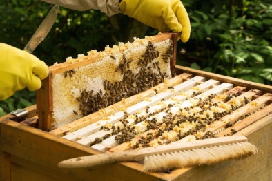 Tiêu chuẩn TCVN 11041-9:2023 đối với sản phẩm mật ong hữu cơ