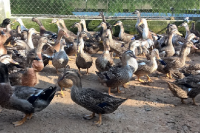 TCVN 12468-6:2022 về vịt giống kiêm dụng- vịt PT