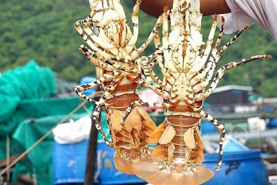 Tôm hùm Việt Nam chiếm lĩnh thị trường Trung Quốc ngay từ đầu năm