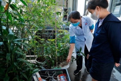 TP.HCM: Lo ngại dịch sốt xuất huyết bùng phát, cách phòng tránh