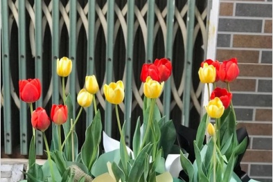 Thị trường trước thềm mùng 8/3: Giá hoa leo cao