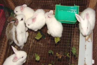 Tiêu chuẩn quốc gia TCVN 8400-55:2022 về bệnh u nhày ở thỏ