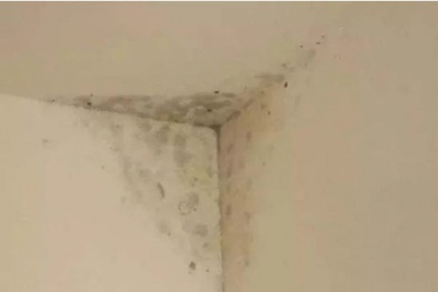 Nấm mốc gây bệnh mùa nồm ẩm ảnh hưởng nghiêm trọng đến sức khỏe