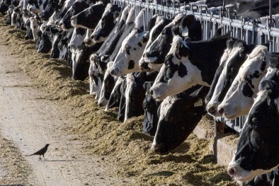 Mỹ thu hồi thức ăn chăn nuôi tại 6 bang do mức dinh dưỡng không an toàn