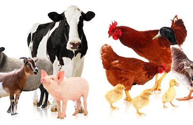 Ukraine thông báo dự thảo quy định yêu cầu phân loại xác gia súc, lợn và cừu