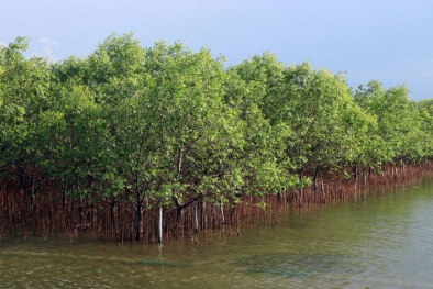 Phát triển rừng ngập mặn - 'chìa khóa' cho mục tiêu Net Zero tới 2050 