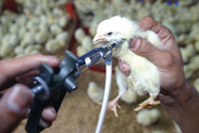 TCVN 8685-42:2023: Quy trình kiểm nghiệm vắc xin phòng bệnh E.coli ở gia cầm