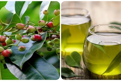 Cảnh báo tình trạng men gan tăng cao do lạm dụng uống nước lá giải độc