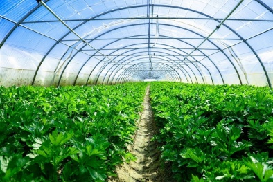 Quy phạm về thực hành vệ sinh đối với rau quả tươi theo TCVN 9994:2024